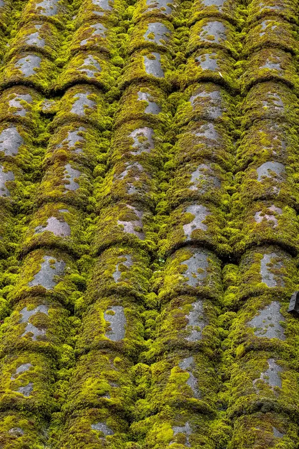 Moss-covered asphalt shingle roof in Eugene, Oregon before soft-wash roof cleaning